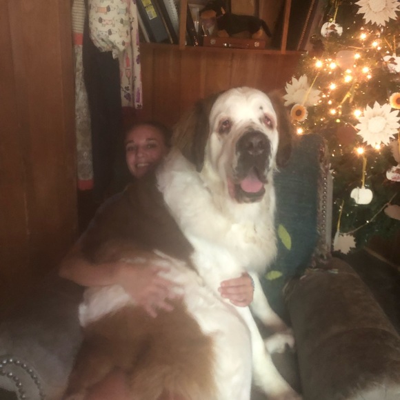 COPY - Pet hair remover!!! Wow does it work. Don’t use on dog. It doesn’t work … - Picture 11 of 11